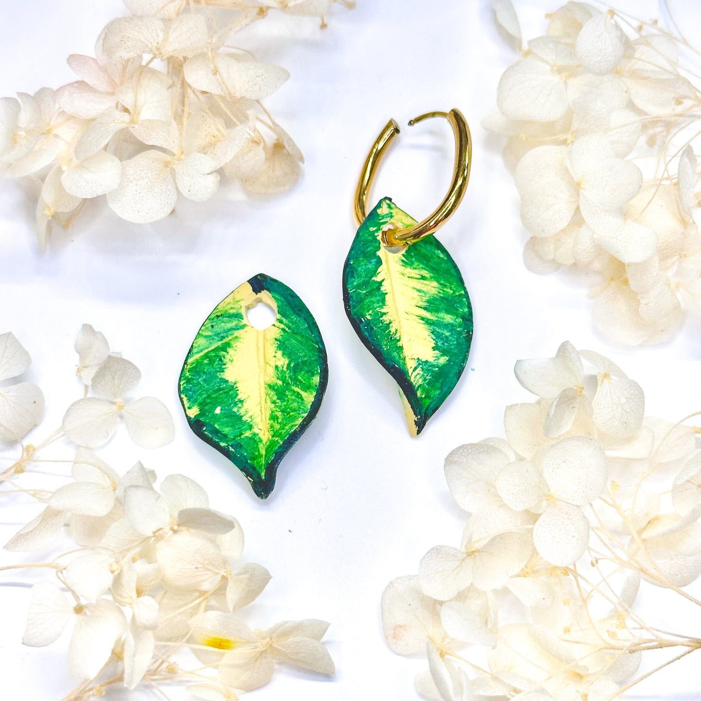 Hoya Polyneura Charms