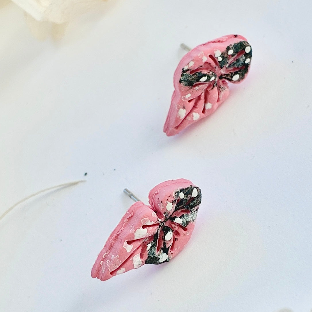 Begonia Maculata Studs