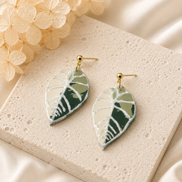 Alocasia Watsoniana - Klaily