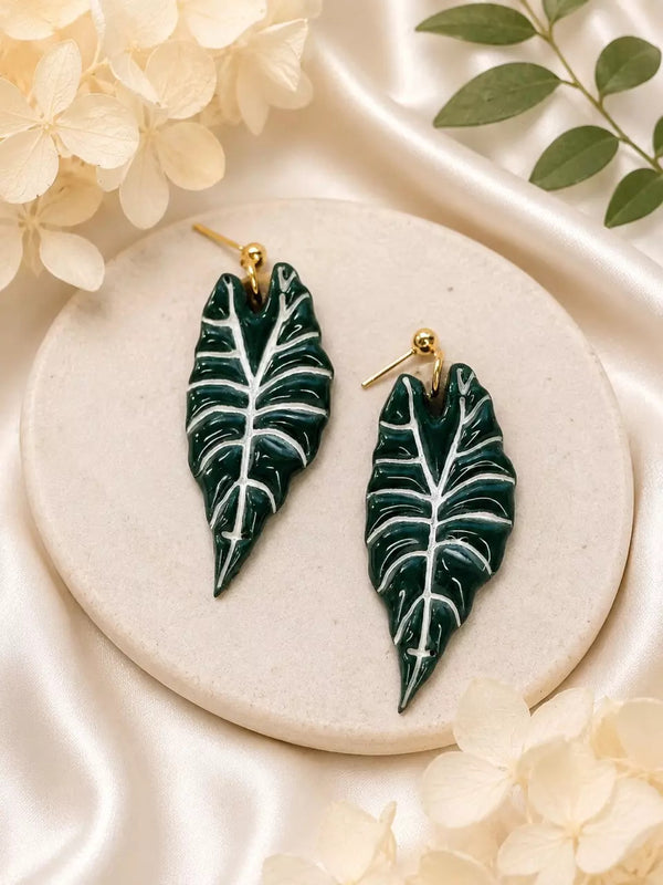 Alocasia Polly - Klaily