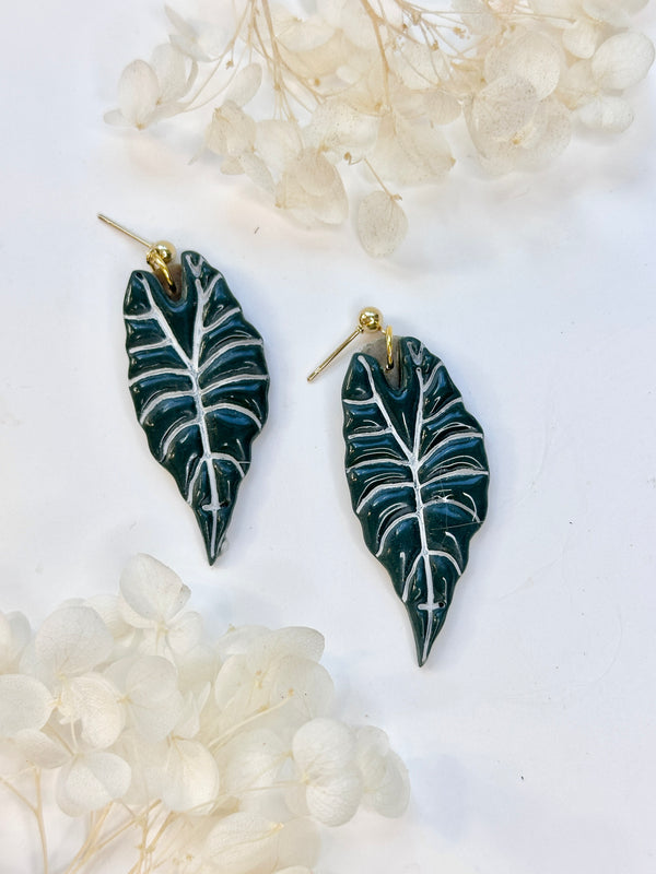 Alocasia Polly - Klaily