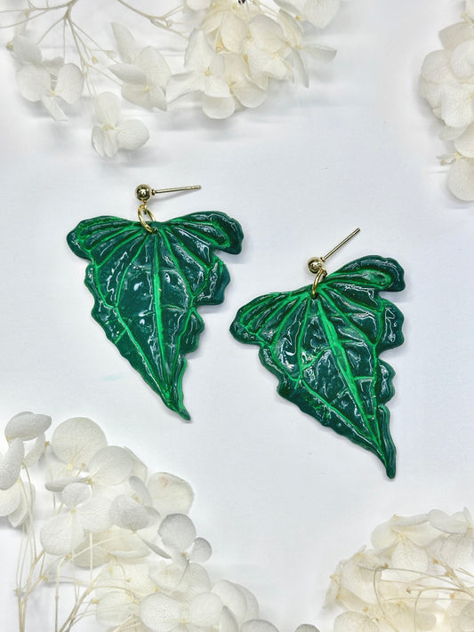 Anthurium ‘Delta Force’