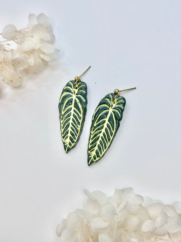 Anthurium Warocqueanum ("Queen") - Klaily