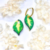 Hoya Polyneura Charms
