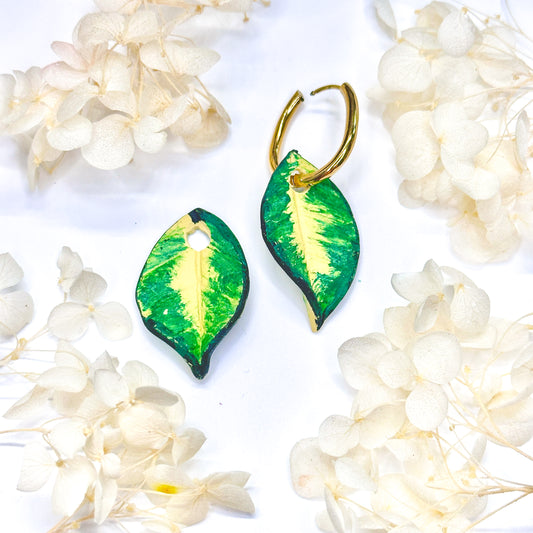 Hoya Polyneura Charms