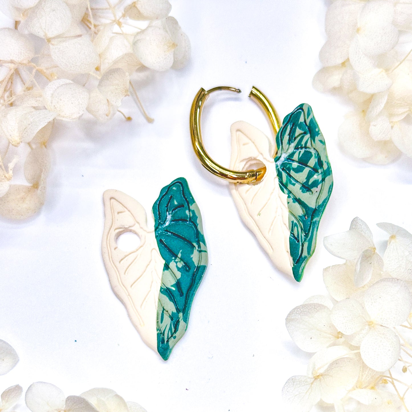 Alocasia Frydek Charms