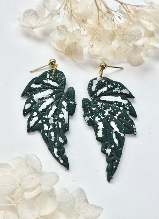 Angel Wing Begonia
