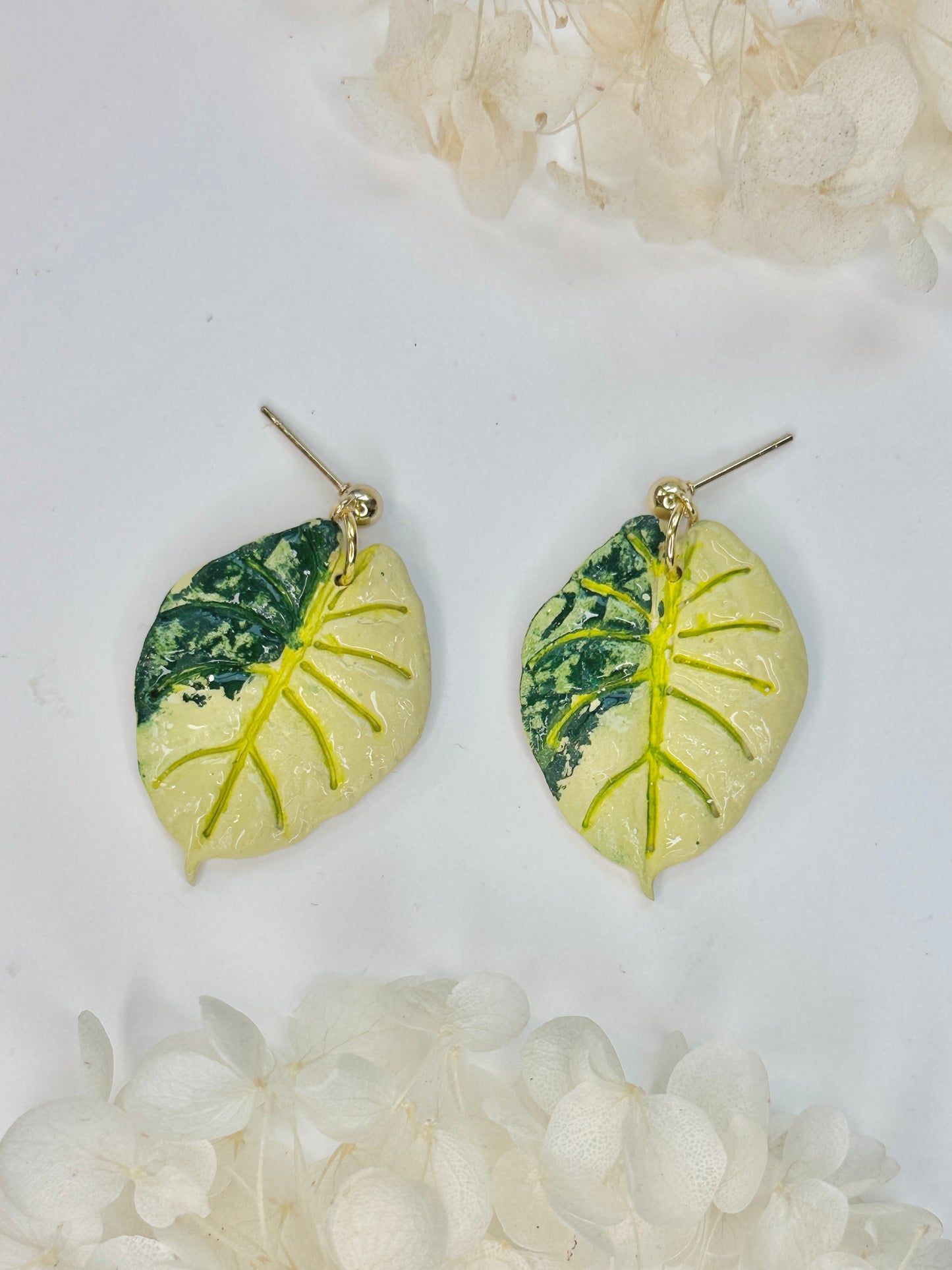 Alocasia Gold Black Velvet