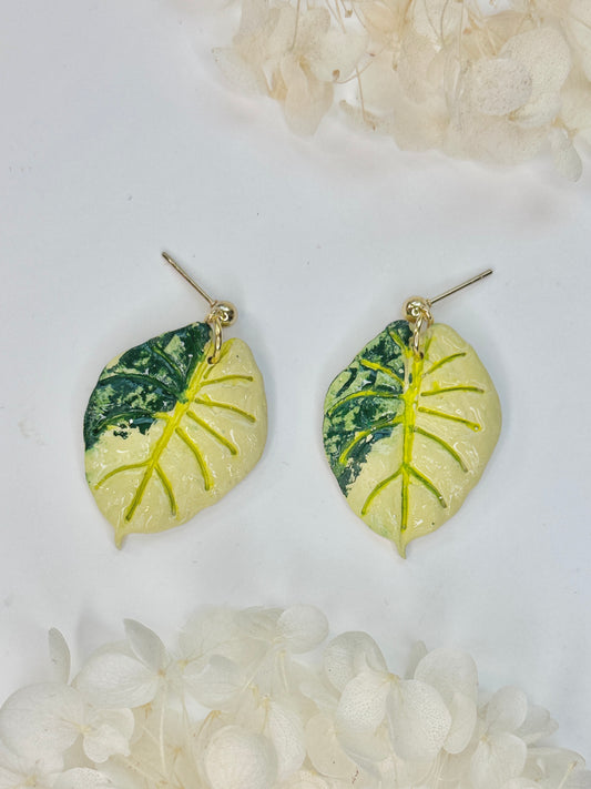 Alocasia Gold Black Velvet