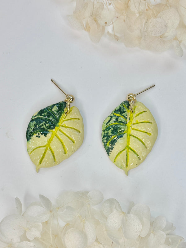 Alocasia Gold Black Velvet - Klaily