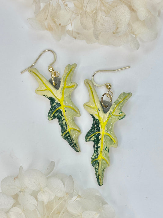 Alocasia Gold Nobilis