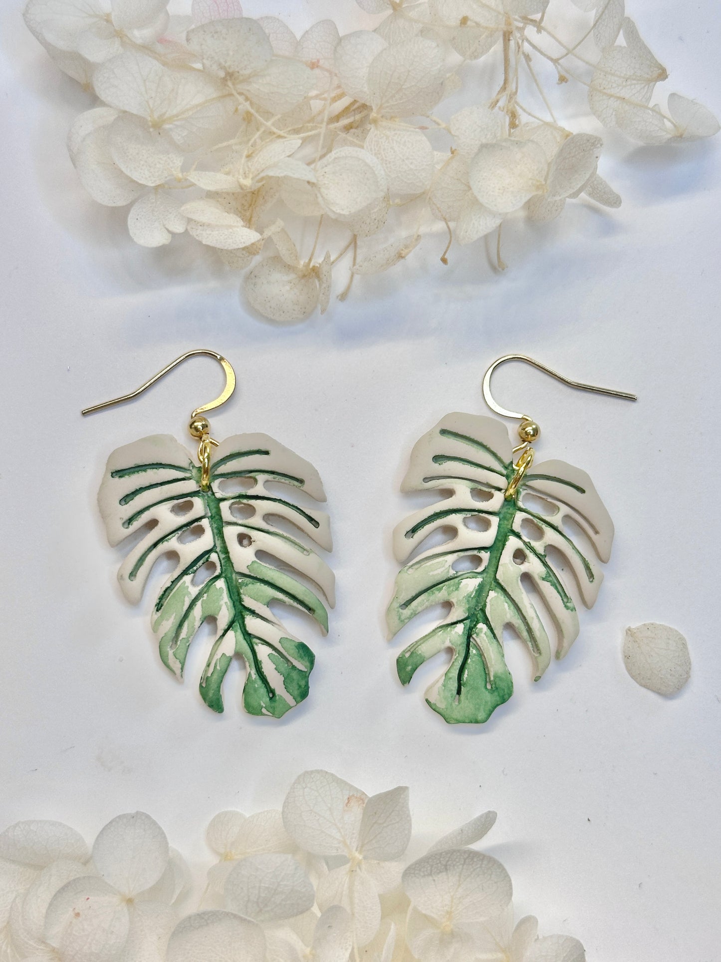 Monstera White Devil