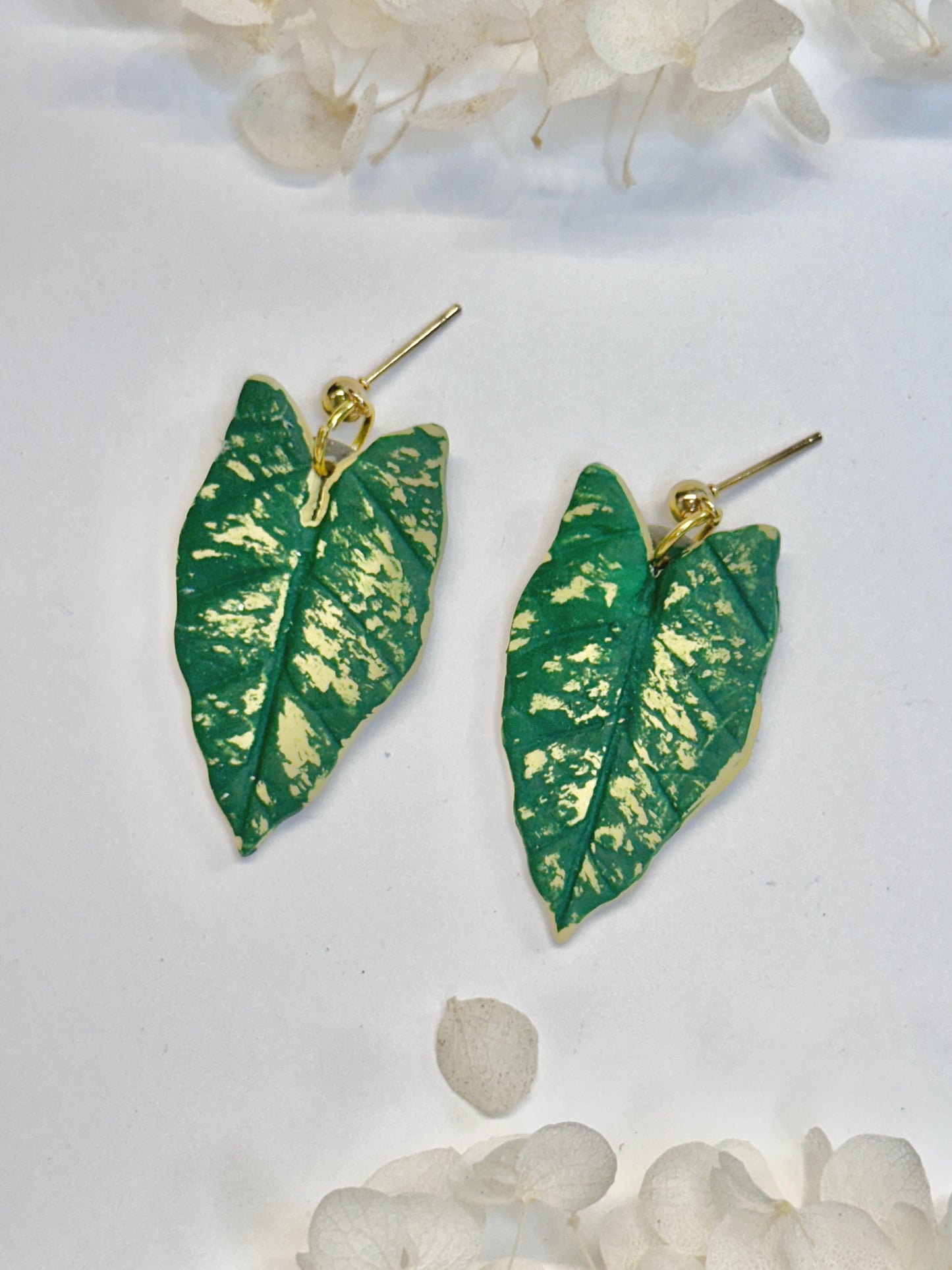 Caladium Hilo Beauty