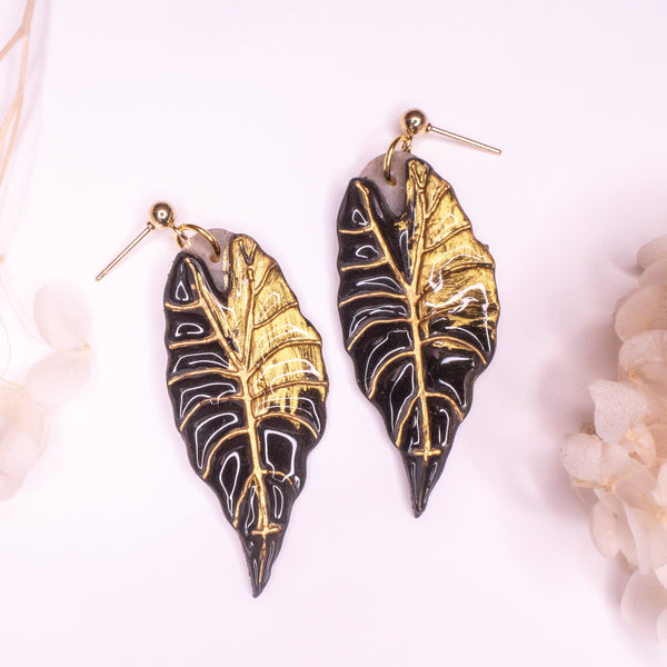 Alocasia Black Velvet ‘Gold Flame’ - Klaily